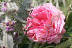 Coral Dawn. Photo: Camilla Hesby Johnsen